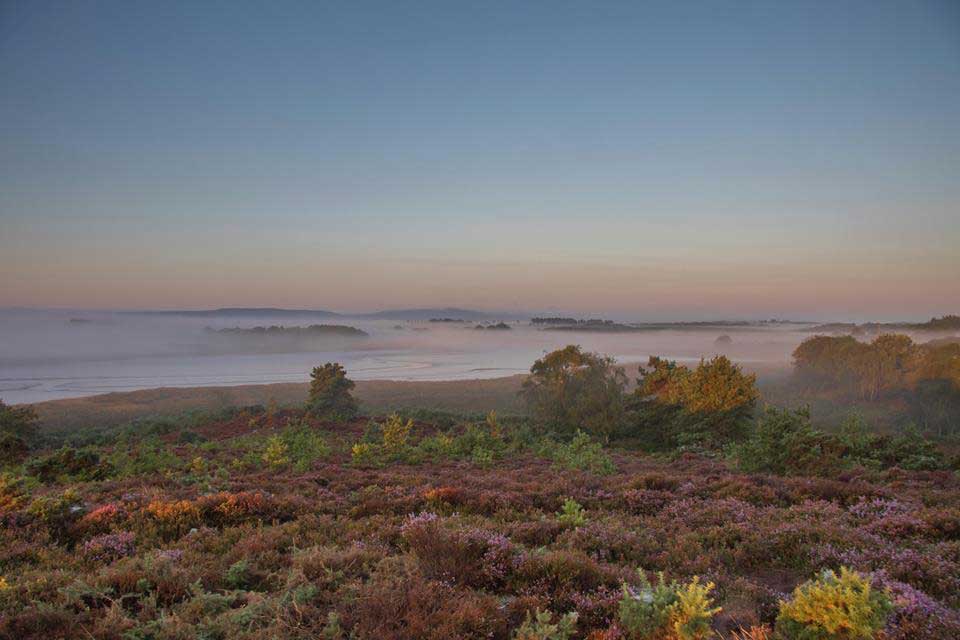Arne