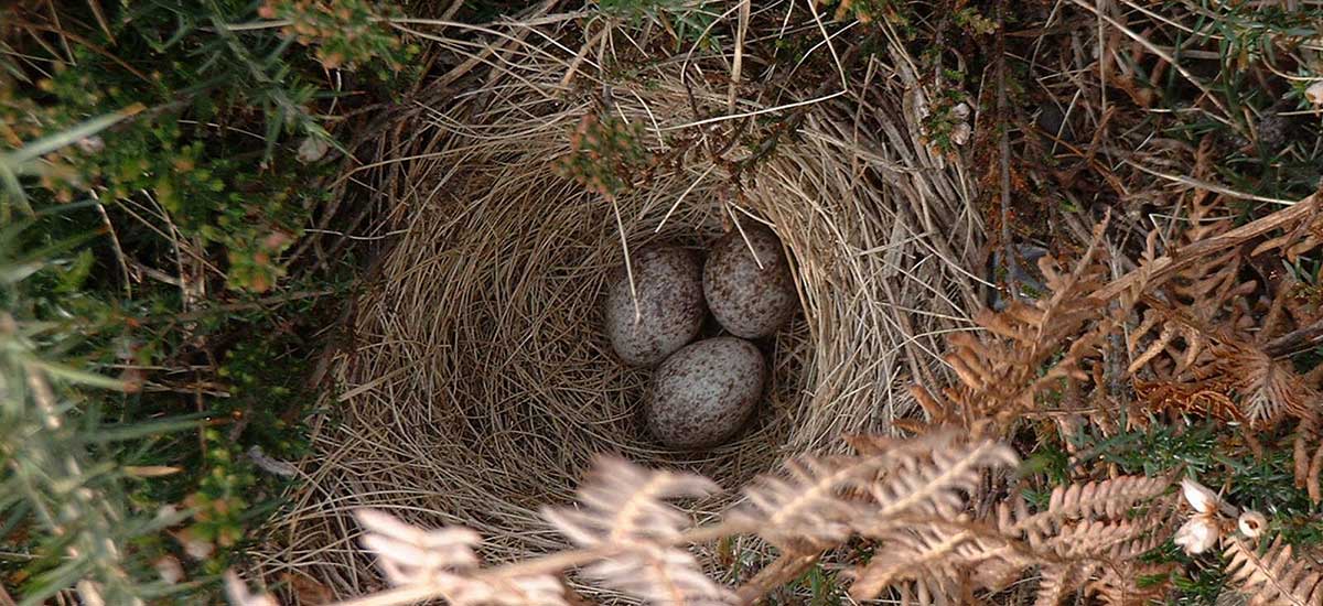 Nest of birds' eggs
