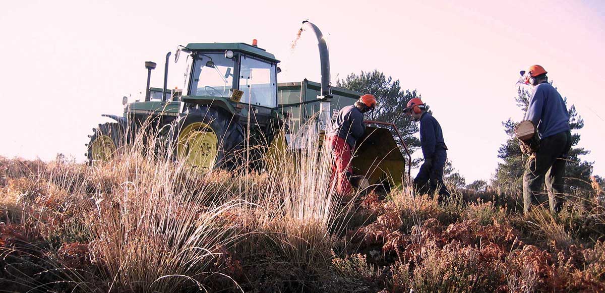 Tractor and forestry workers