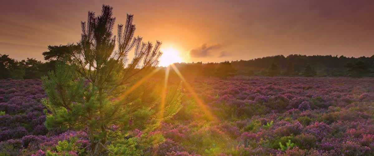 Ecology & Land Management