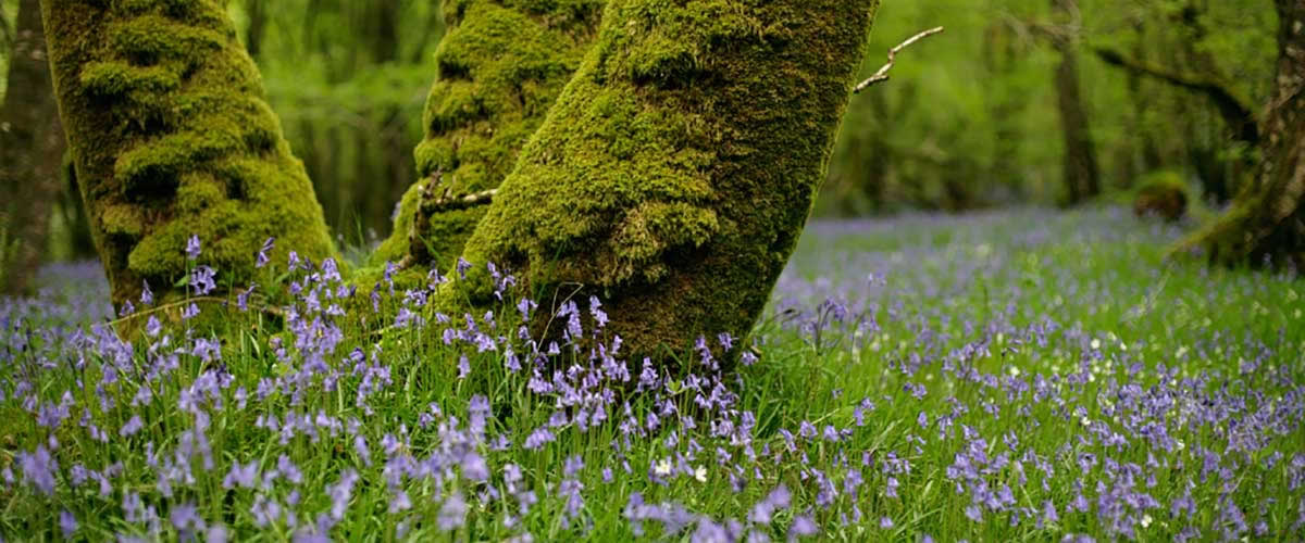 Ecology & Land Management