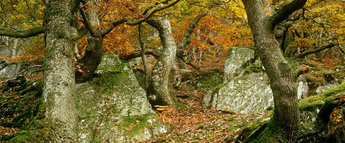 Ecology & Land Management